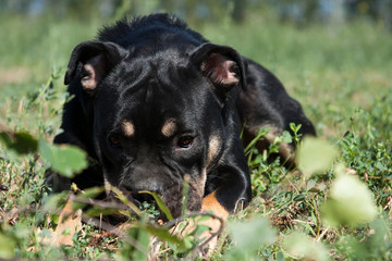 Lying cadebo dog with his nose in the grass