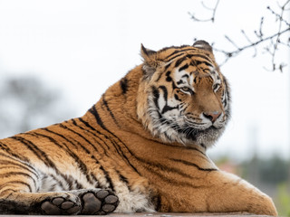 Fototapeta na wymiar Powerful Amur Tiger Resting on Grass