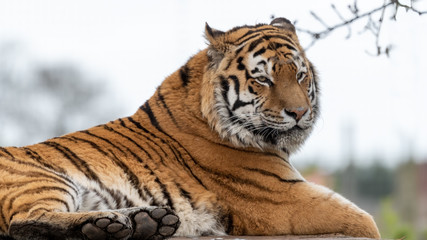 Powerful Amur Tiger Resting on Grass