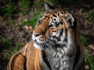 Head Portrait of a Powerful Amur Tiger