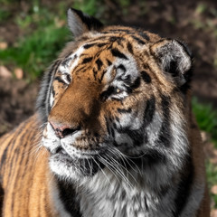 Fototapeta na wymiar Head Portrait of a Powerful Amur Tiger