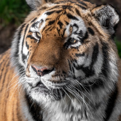 Head Portrait of a Powerful Amur Tiger