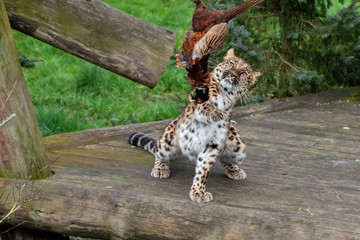 Majestic Amur Leopard Feeding on a Pheasant