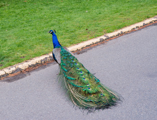 Obraz premium peacock with feathers