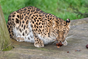 Majestic Amur Leopard Feeding on a Pheasant