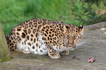Majestic Amur Leopard Feeding on a Pheasant