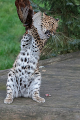 Fototapeta na wymiar Majestic Amur Leopard Feeding on a Pheasant