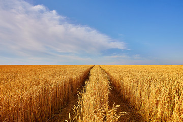 landscape with tractor road in wheat field - obrazy, fototapety, plakaty