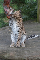 Majestic Amur Leopard Feeding on a Pheasant