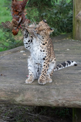 Majestic Amur Leopard Feeding on a Pheasant