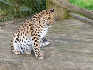 Majestic Amur Leopard Feeding on a Pheasant