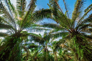 Palm plantation. Trees with large leaves on a clear sky background