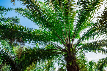 Fototapeta premium Palm plantation. Trees with large leaves on a clear sky background