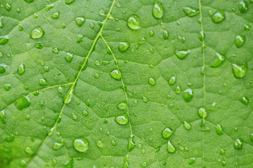 drop of water on a green leaves in a garden , Natural background