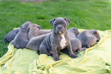 American bulli puppies fall asleep on a grass rug in a park.