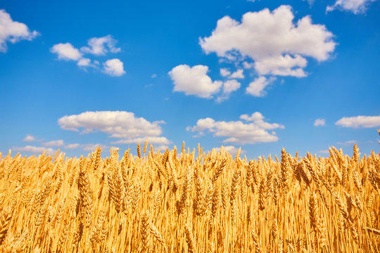 Ährenfeld Bilder Durchsuchen 90,885 Archivfotos, und