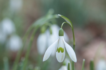 Snowdrops 