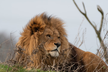 Naklejka na ściany i meble Large Male Lion Resting in Grass