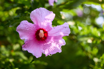Pink hibiscus flower wet rain after the rain had passed