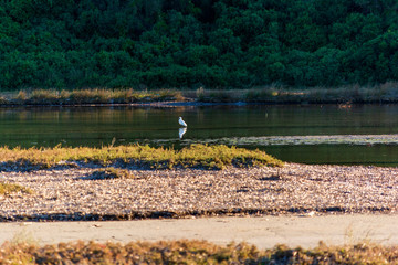 Heron at the famous wetland at Vravrona with rare birds, Attica, Mesogeia, Greece