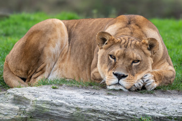 Beautiful Large Female Lion Resting 
