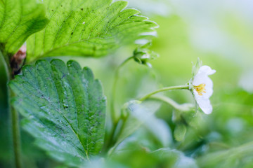 Blooming strawberries in the spring on the field. Fresh green leaves and strawberry flowers.