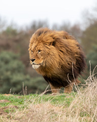 Large Male Lion Main Blowing in Strong Wind