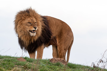 Large Male Lion Showing Its Teeth