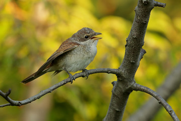 bird on a branch