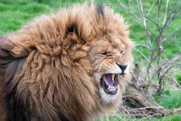 Large Male Lion Showing Its Teeth