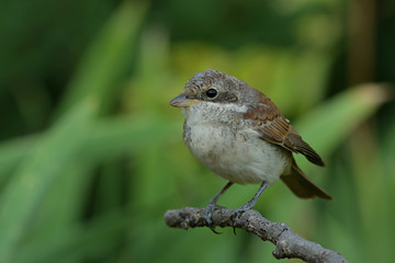 sparrow on a branch