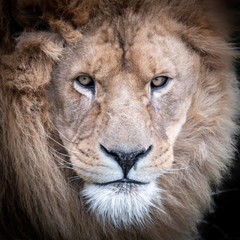 Front Portrait of a Large Male Lion 