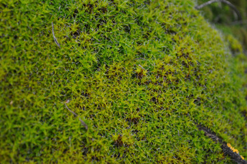 Beautiful green moss, moss closeup, macro. Beautiful background of moss for wallpaper.