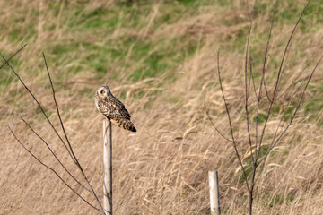 Short Eared Owl Perched on an Old Wooden Post