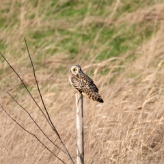 Short Eared Owl Perched on an Old Wooden Post