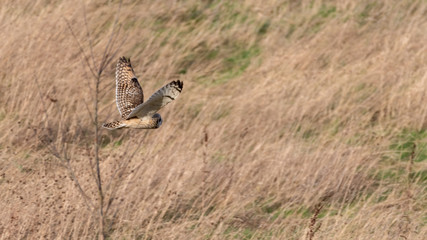 Short Eared Owl in Flight