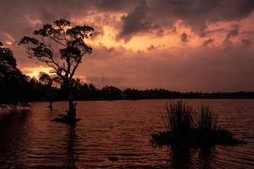 The purple and orange sky over a lake with a tree in the foreground