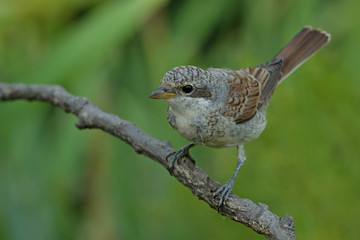 sparrow on a branch