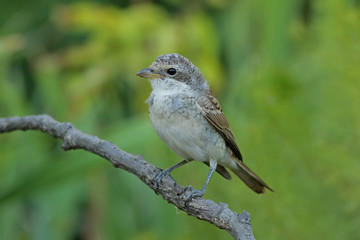 sparrow on a branch