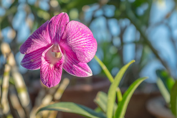 Phalaenopsis orchid at sunset