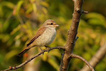 sparrow on a branch