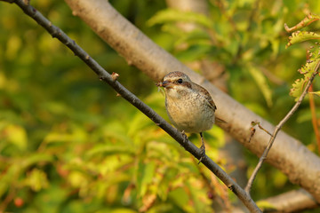 sparrow on a branch