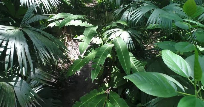 Drone footage of plants growing in forest, Tayrona National Park, Colombia