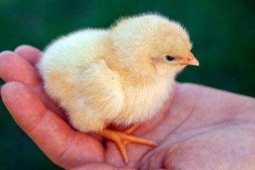 Newborn chick in a hand