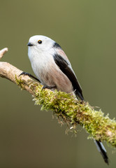 Long tailed tit (Aegithalos caudatus)