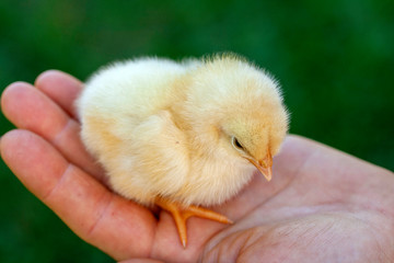 Newborn chick in a hand