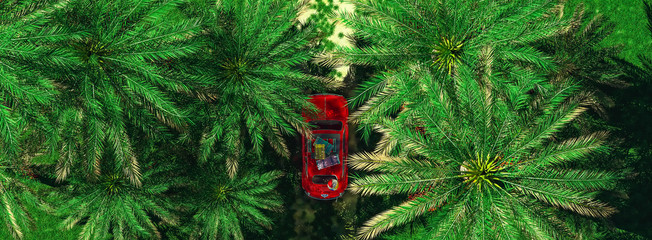 car loaded with suitcases circulating in a palm forest