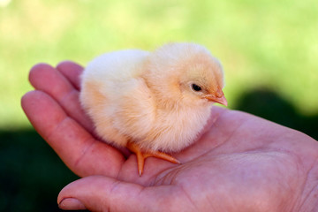 Newborn chick in a hand