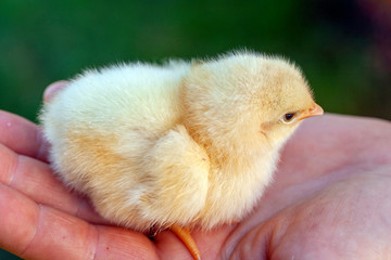 Newborn chick in a hand