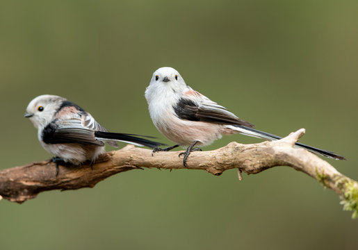 Long tailed tit (Aegithalos caudatus)